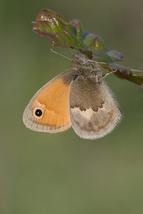 Identificazione - Coenonympha pamphilus